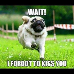 Meet your Posher, Bill